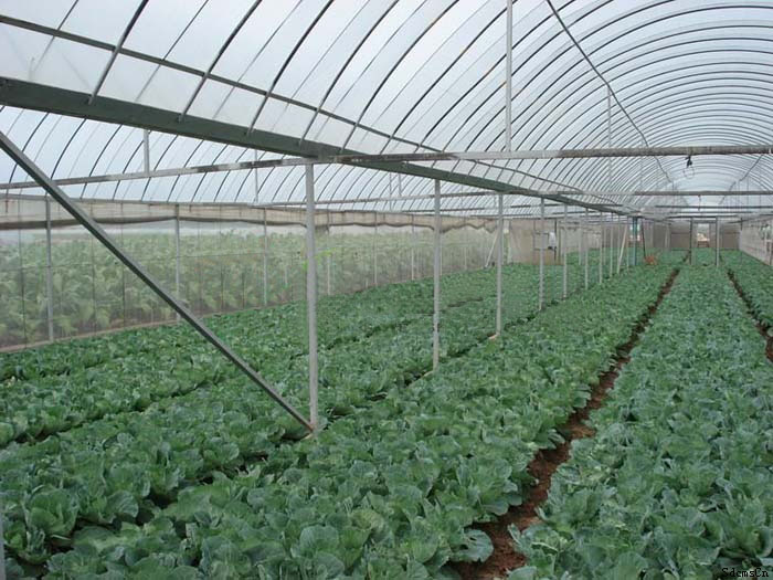 天津小馬沽蔬菜觀光示范園（薄膜連棟智能溫室）